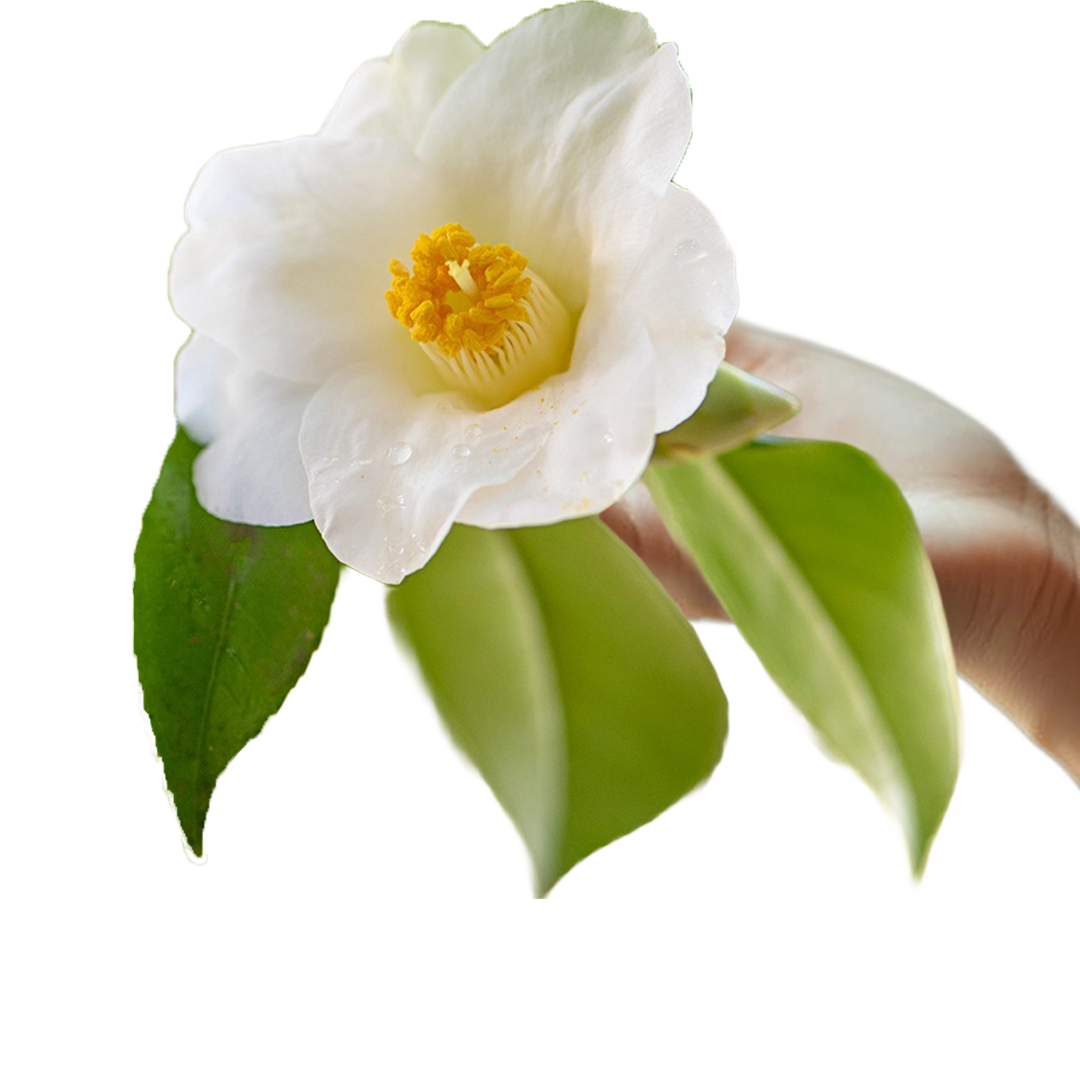 Camellia sinensis